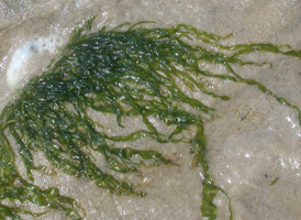 Enteromorpha intestinalis
